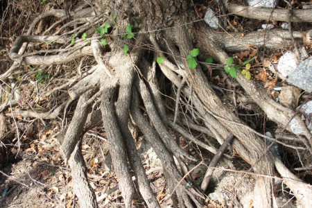 Projeto Rios - Limpeza das Margens do Rio Dão 2010 - 9º C