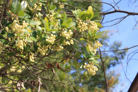 Projeto Rios - Limpeza das Margens do Rio Dão 2010 - 9º C