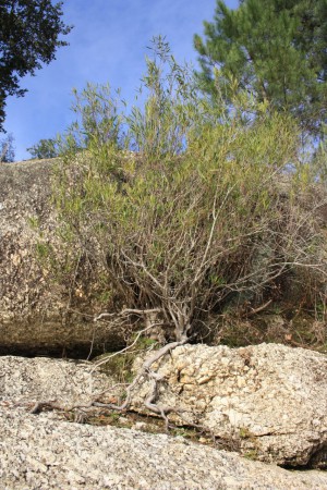 Projeto Rios - Limpeza das Margens do Rio Dão 2010 - 9º C