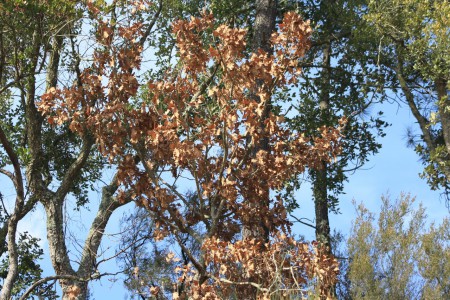 Projeto Rios - Limpeza das Margens do Rio Dão 2010 - 9º C