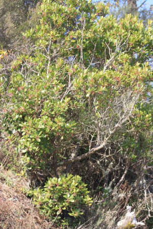 Projeto Rios - Limpeza das Margens do Rio Dão 2010 - 9º C